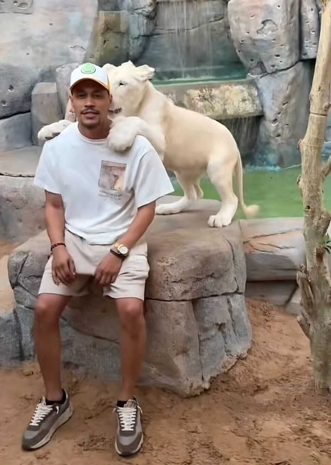 A lion's actions toward a man were shown in a TikTok video that went viral on social media. A lion's actions toward a man were shown in a TikTok video that went viral on social media.