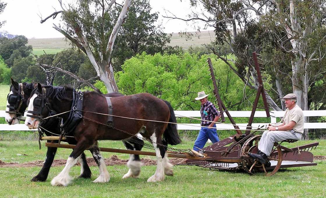 largest horse breed in the world