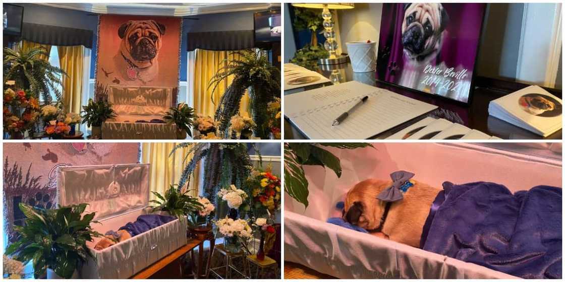 Man Organizes Posh Burial for His Dead Dog, Creates Condolence Register, Stunning Photos Cause Huge Stir Man Organizes Posh Burial for His Dead Dog, Creates Condolence Register, Stunning Photos Cause Huge Stir