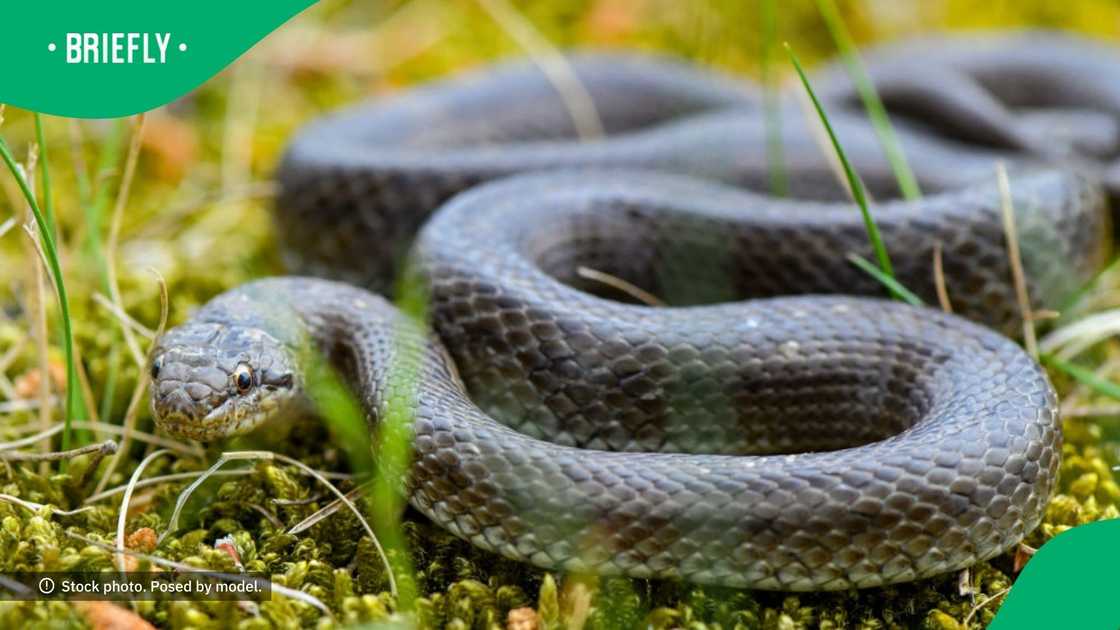 Family startled by snake