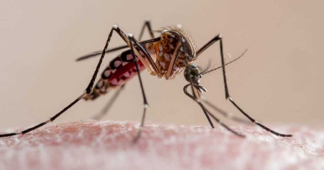 Covid-19, malaria, coronavirus, NICD, National Institute for Communicable Diseases, South Africa Covid-19, malaria, coronavirus, NICD, National Institute for Communicable Diseases, South Africa