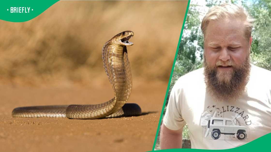 A man eyeballed a cobra.