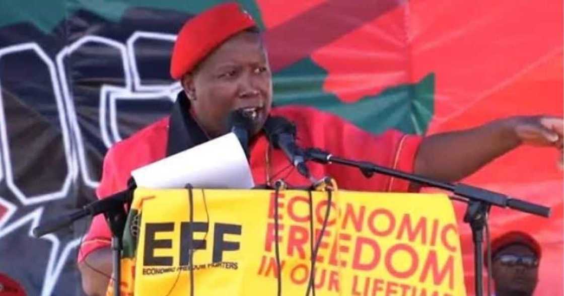 South Africa, EFF, Snub, Ramaphosa, Malema