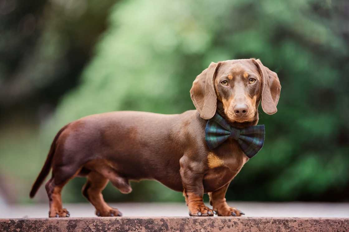 A Dachshund posing with a bow tie A Dachshund posing with a bow tie