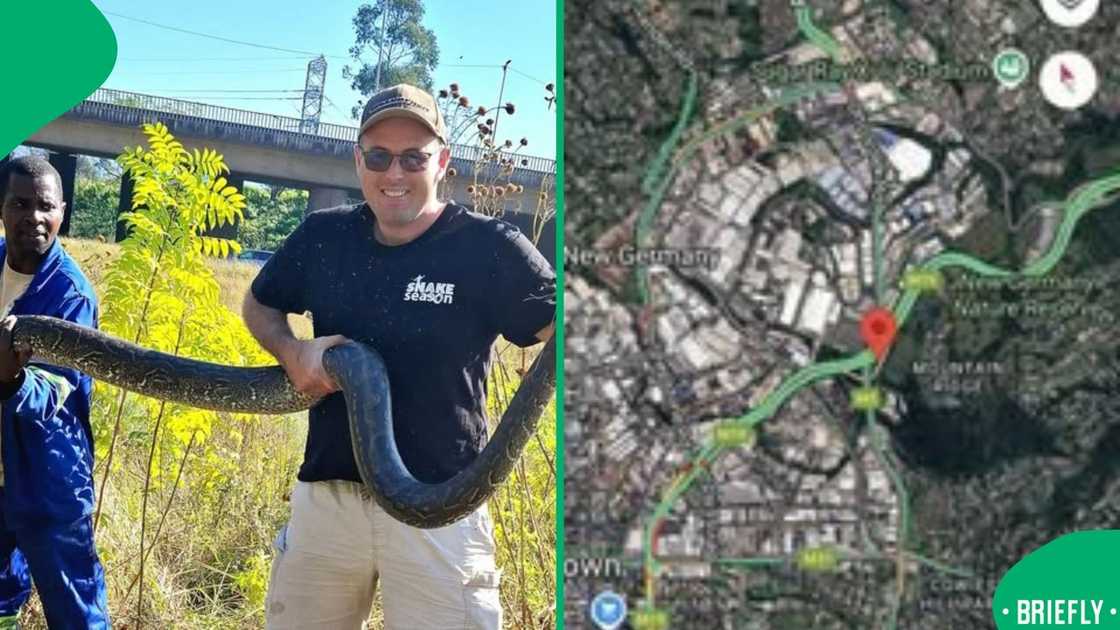 A large Southern African python's unforeseen presence near the M19 highway in New Germany, KwaZulu-Natal went viral A large Southern African python's unforeseen presence near the M19 highway in New Germany, KwaZulu-Natal went viral