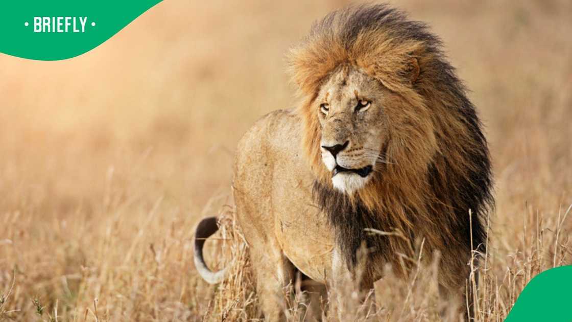 A lion taught a visitor a big lesson on respecting the rules A lion taught a visitor a big lesson on respecting the rules