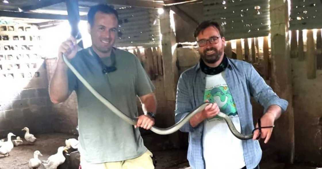 Snake Rescuer, Nick Evans, black mambas, same spot, Shongweni Snake Rescuer, Nick Evans, black mambas, same spot, Shongweni