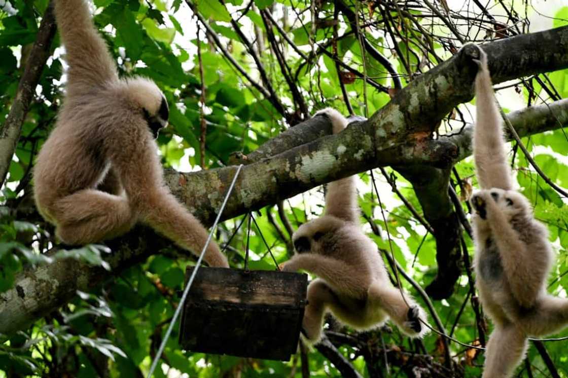 Globally, gibbons are one of the most threatened families of primates, while the pileated gibbon is listed as endangered