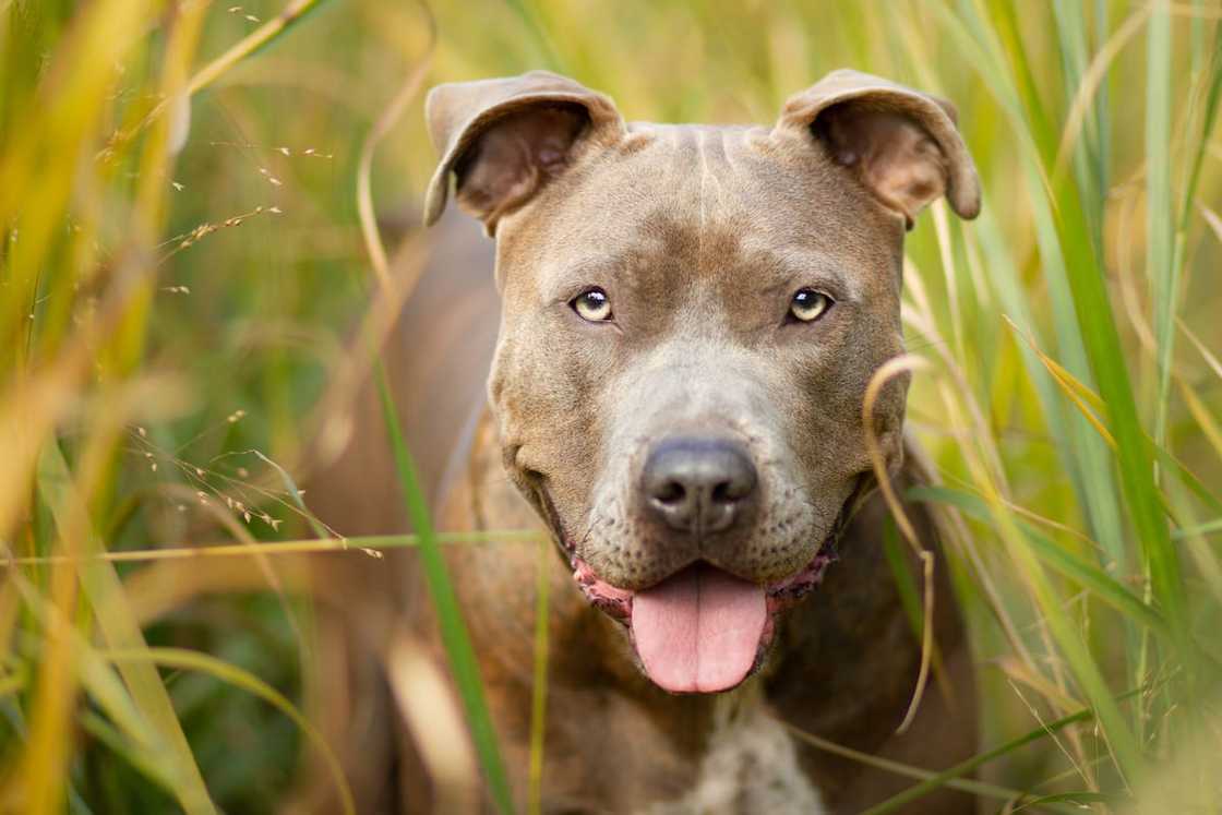 A pit bull that makes direct eye contact should be avoided A pit bull that makes direct eye contact should be avoided