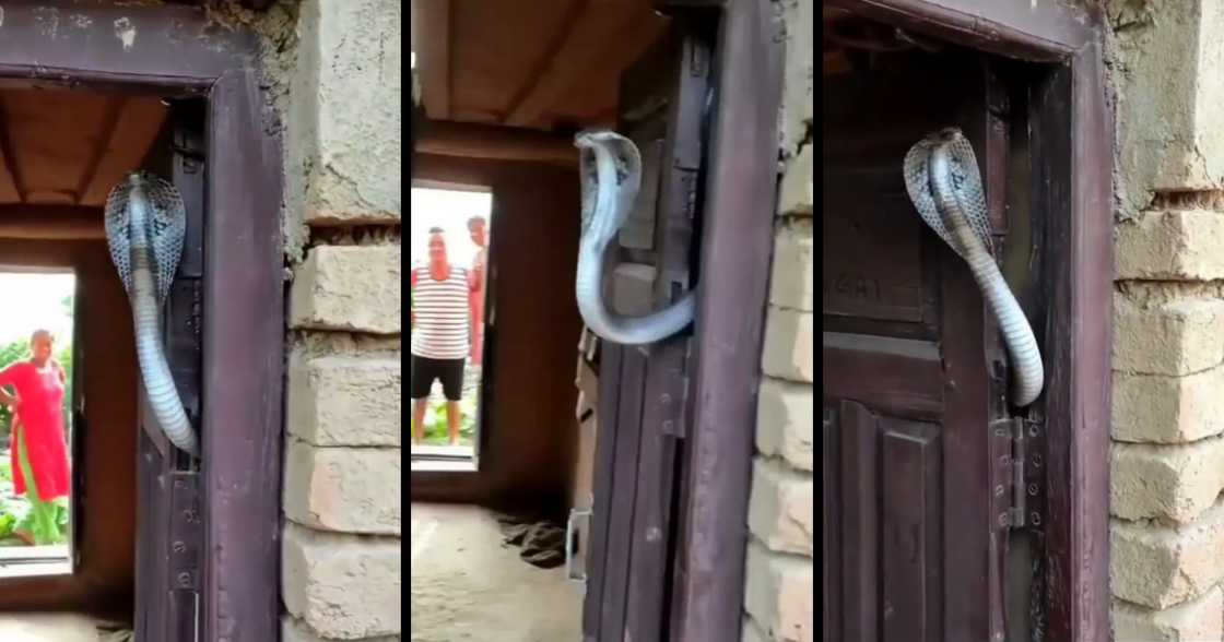 Cobra, snake, venom, dangerous, snake bite, door frame