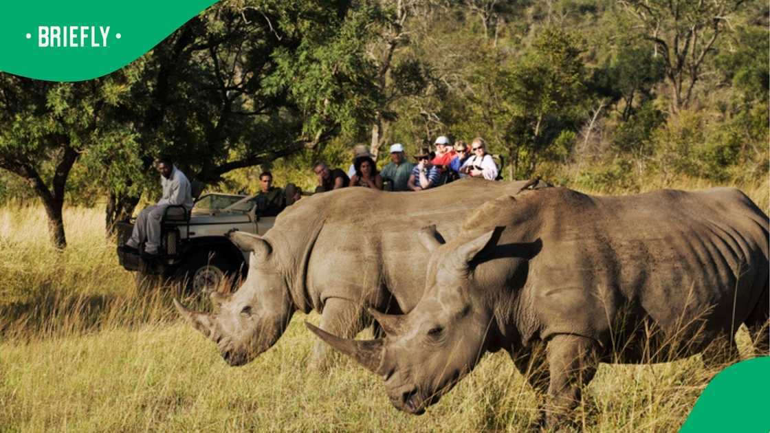 A group of people viewing two rhinos at a game park.