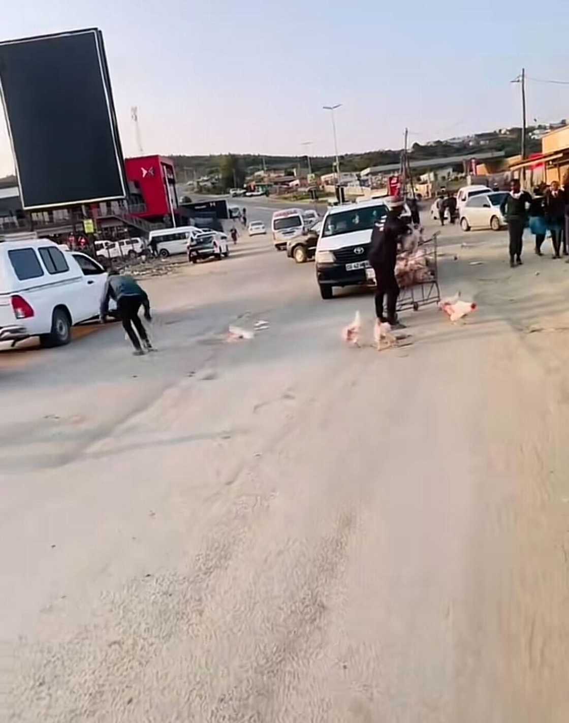 A viral video showing a man chasing his escaped chickens on a busy road had South Africans in stitches. A viral video showing a man chasing his escaped chickens on a busy road had South Africans in stitches.