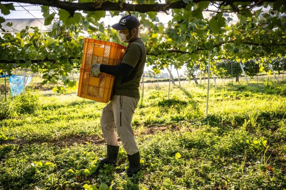 The Shine Muscat variety of juicy grape took scientists 33 years to develop The Shine Muscat variety of juicy grape took scientists 33 years to develop