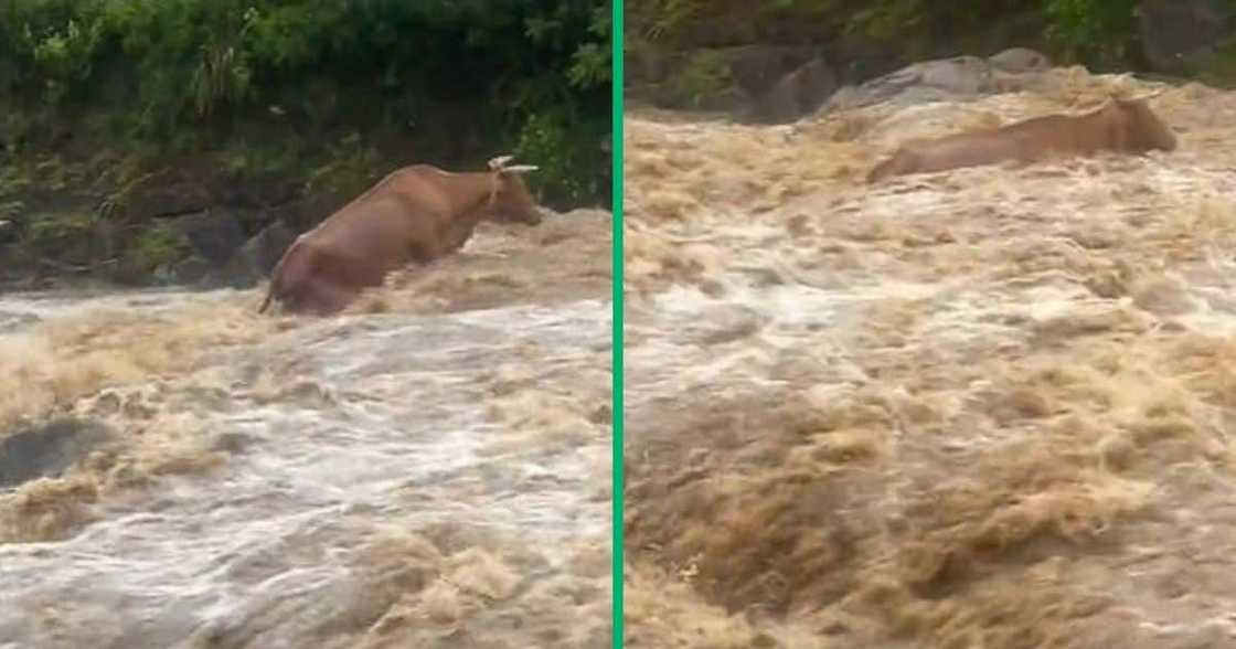 Woman cheers for cow in TikTok video Woman cheers for cow in TikTok video