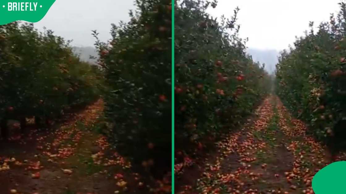 Apple Apple
