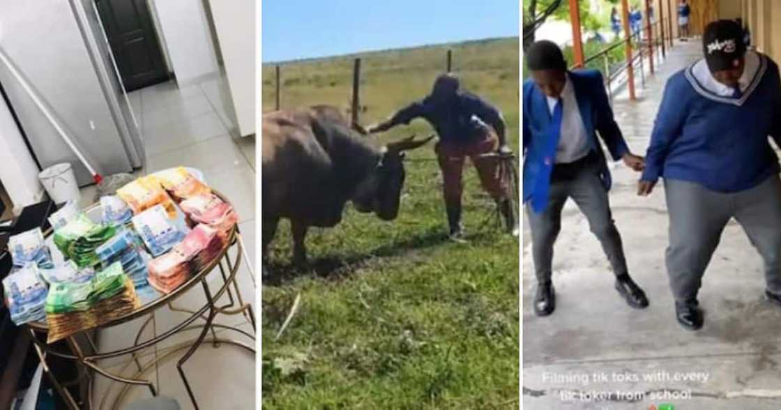 Weekly wrap: Man hails his bull, South Africans save R186 in 1 year Weekly wrap: Man hails his bull, South Africans save R186 in 1 year