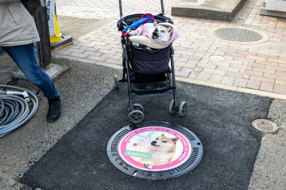 Japanese shiba inu Kabosu became the star of the 'Doge' meme that inspired Dogecoin Japanese shiba inu Kabosu became the star of the 'Doge' meme that inspired Dogecoin