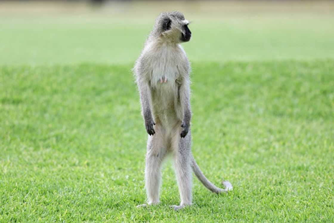 A monkey interrupted a class lecture in a viral TikTok video. A monkey interrupted a class lecture in a viral TikTok video.