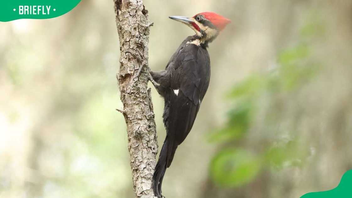 An ivory-billed woodpecker on a tree An ivory-billed woodpecker on a tree