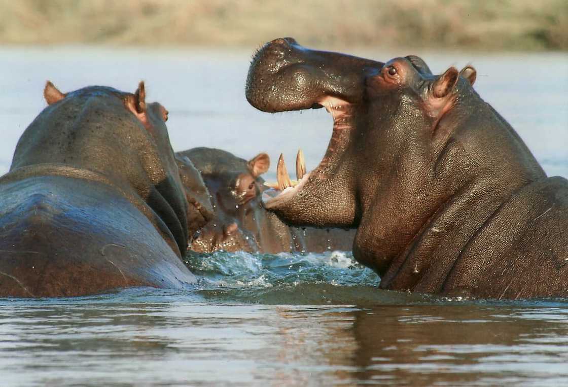 Pretoria Zoo entrance fees in 2024 Pretoria Zoo entrance fees in 2024
