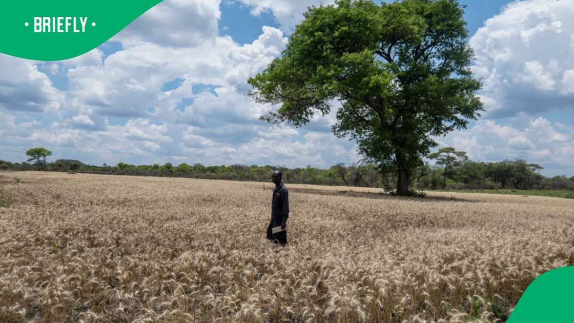 The Zimbabwean government will compensate 94 farmers who lost their land decades ago