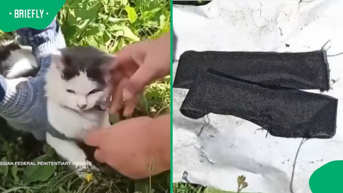 Prison staff with sniffer dogs spotted the cat before it entered the facility, intercepted the animal, and confiscated the collars Prison staff with sniffer dogs spotted the cat before it entered the facility, intercepted the animal, and confiscated the collars
