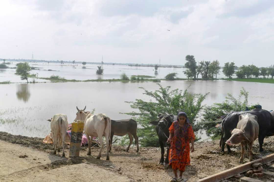 The floods have left farm workers doubting the future of their sector The floods have left farm workers doubting the future of their sector