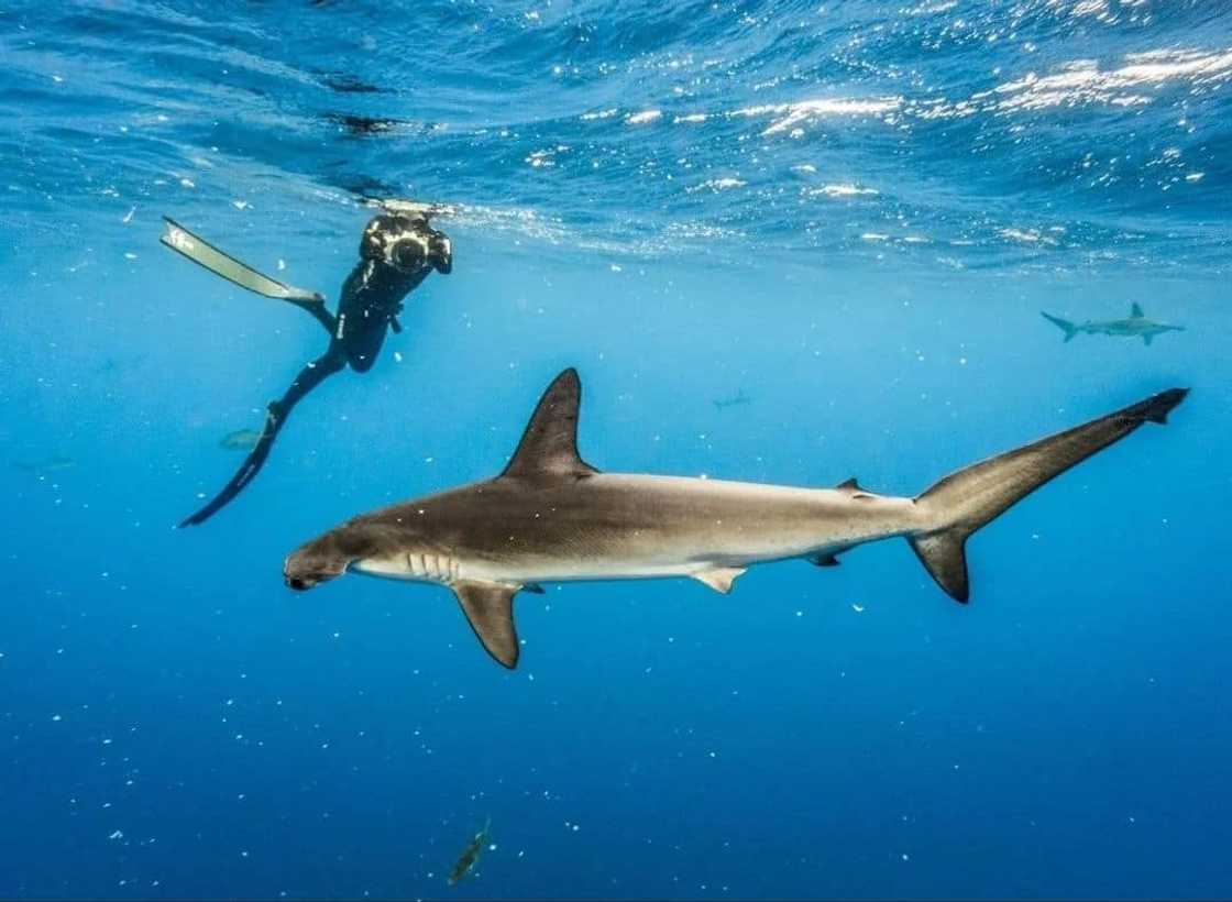 World's most dangerous animals in the world | Top 25 list World's most dangerous animals in the world | Top 25 list