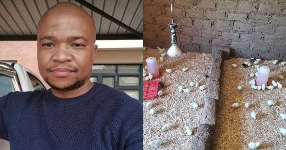 Proud, Teacher, Started Chicken, Farming, During Lockdown, Level 5, Inspires SA, Business Proud, Teacher, Started Chicken, Farming, During Lockdown, Level 5, Inspires SA, Business