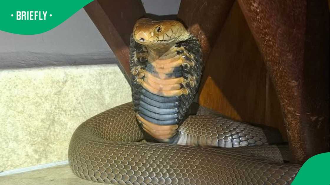 An interesting fact is that most species are harmless.