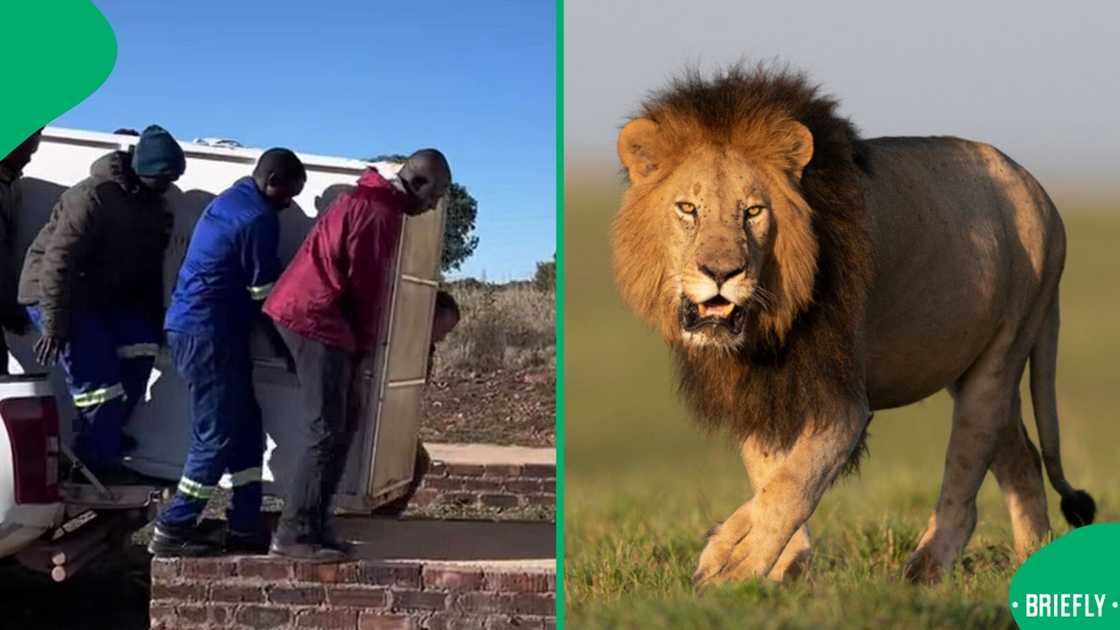 A group of men were on edge as they relocated a lion in a funny video. A group of men were on edge as they relocated a lion in a funny video.