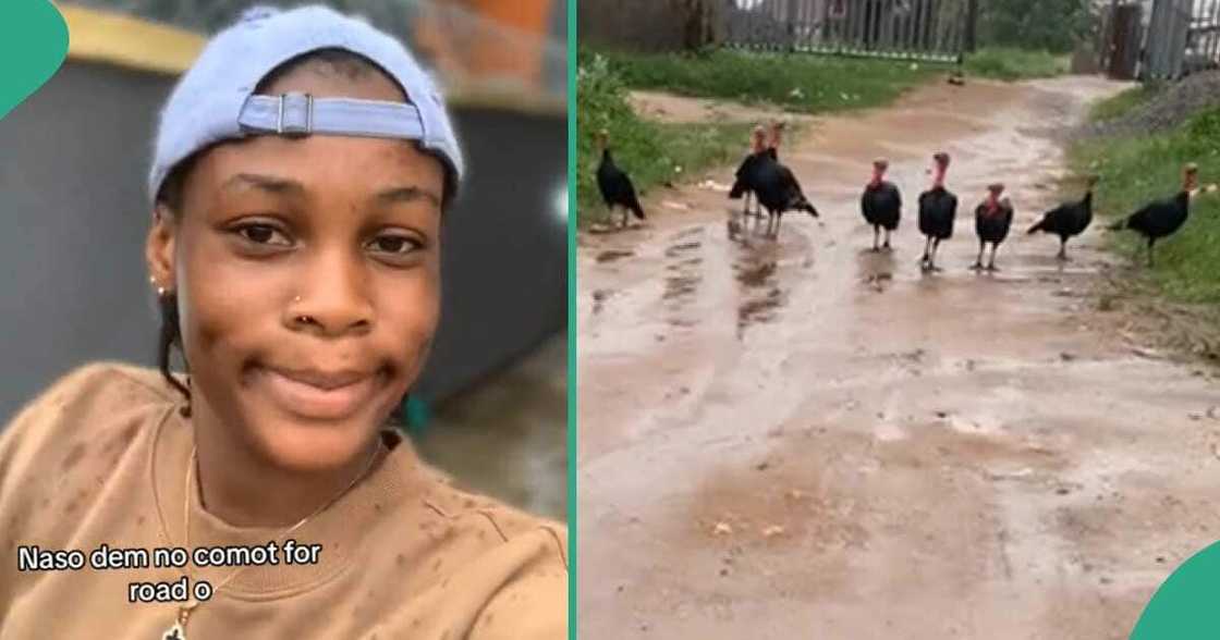 Lady says turkeys blocked her way. Lady says turkeys blocked her way.