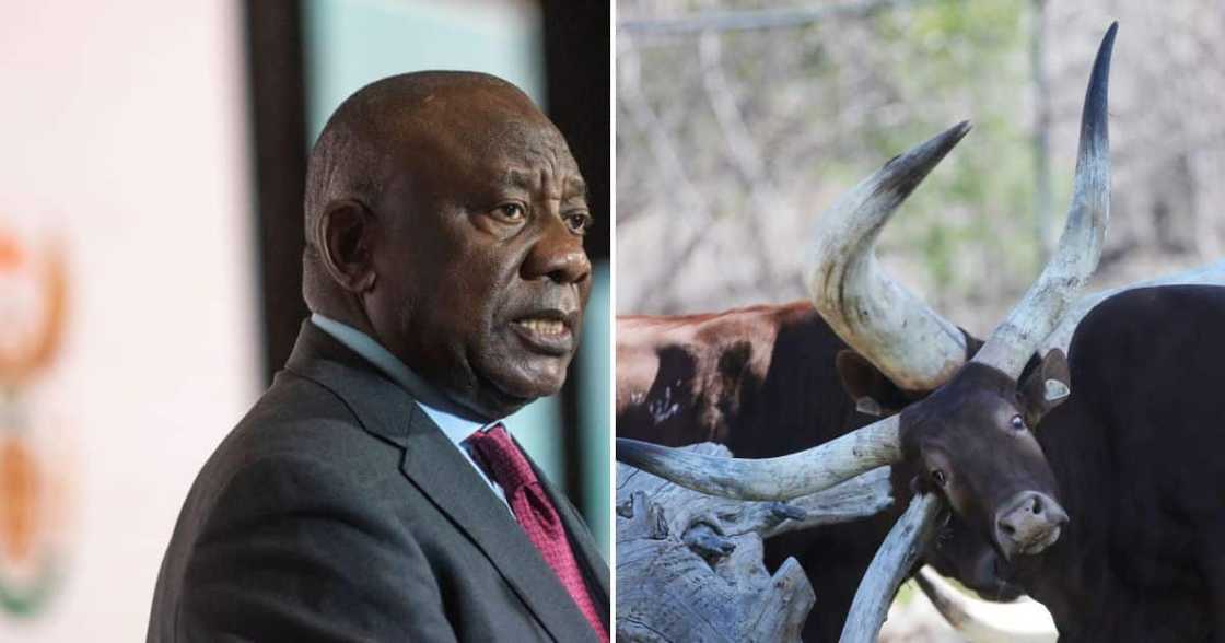President Cyril Ramaphosa President Cyril Ramaphosa