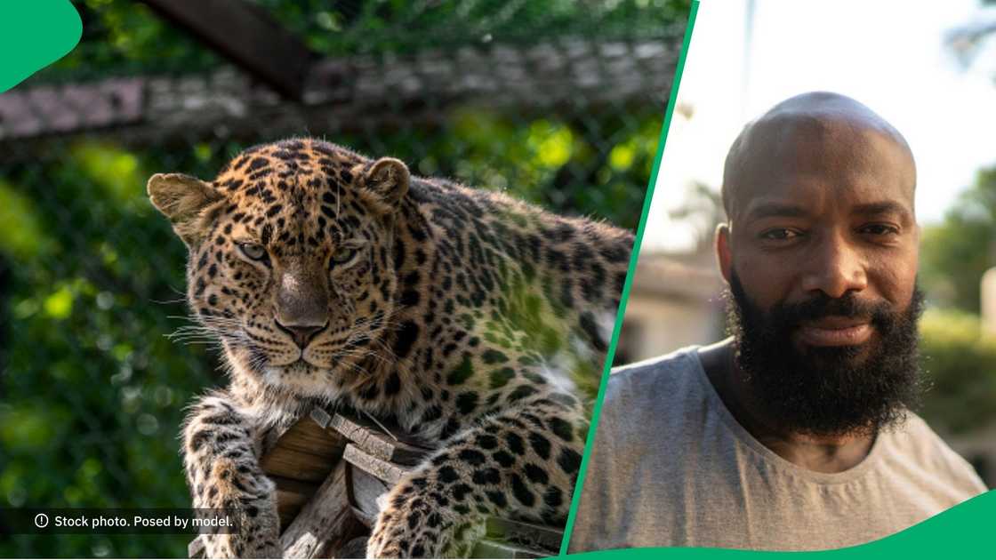 Man gets close to leopard in TikTok video Man gets close to leopard in TikTok video
