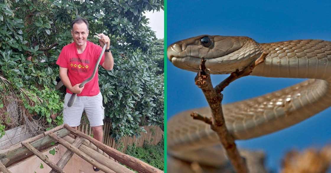 A South African snake catcher, Nick Evans, rescued a black mamba from a leaf blower. A South African snake catcher, Nick Evans, rescued a black mamba from a leaf blower.