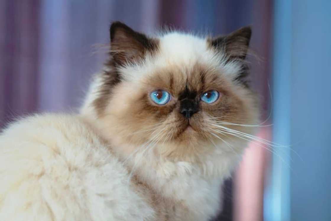 A flat-faced, blue-eyed Himalayan cat A flat-faced, blue-eyed Himalayan cat