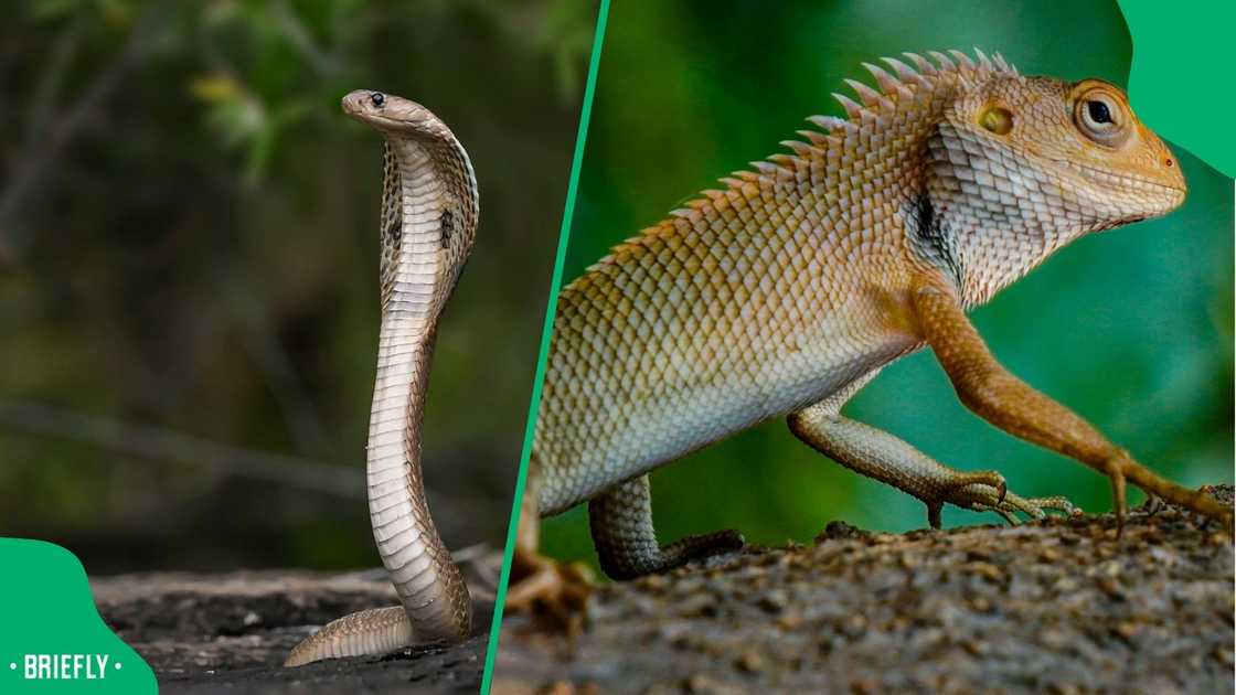 A snake chased down a chameleon in an intense video that stunned South Africans.
