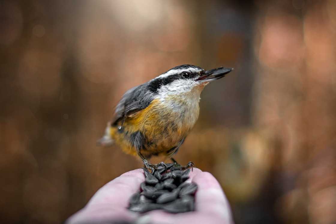 Close-up of a hand holding a red- breasted nuthatch Close-up of a hand holding a red- breasted nuthatch