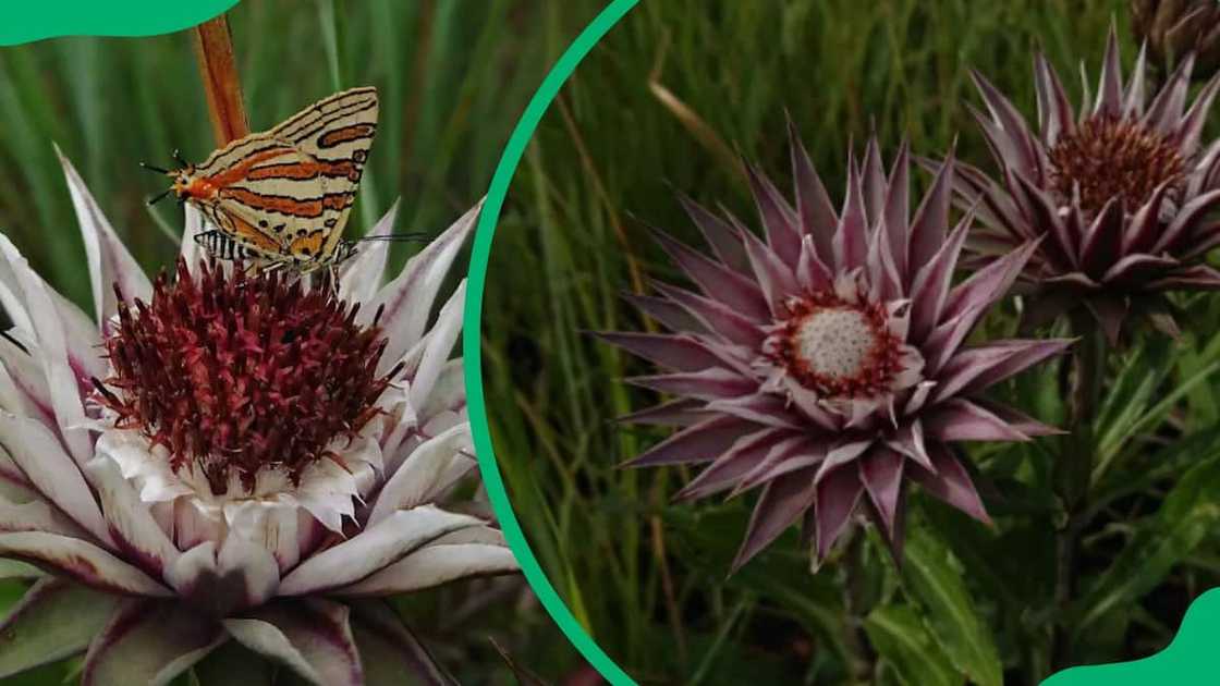 flower types flower types