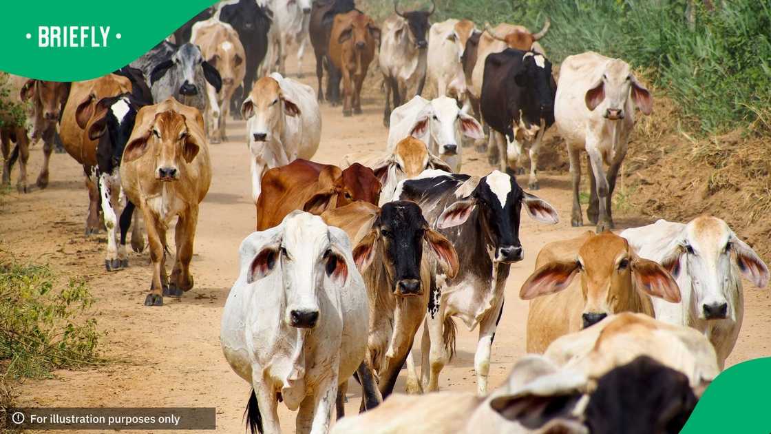 Cattle walking on a dirt road going to a pasture in the rural region of Mutum Minas Gerais June 12, 2014. Very dull time. Cattle walking on a dirt road going to a pasture in the rural region of Mutum Minas Gerais June 12, 2014. Very dull time.