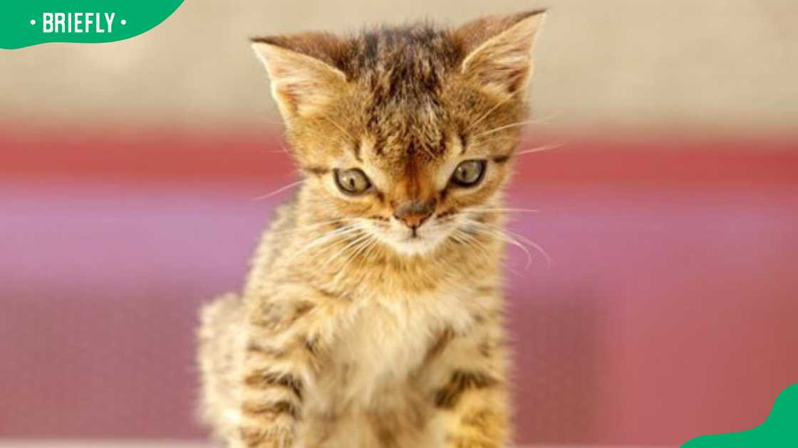 Cats with down syndrome Cats with down syndrome