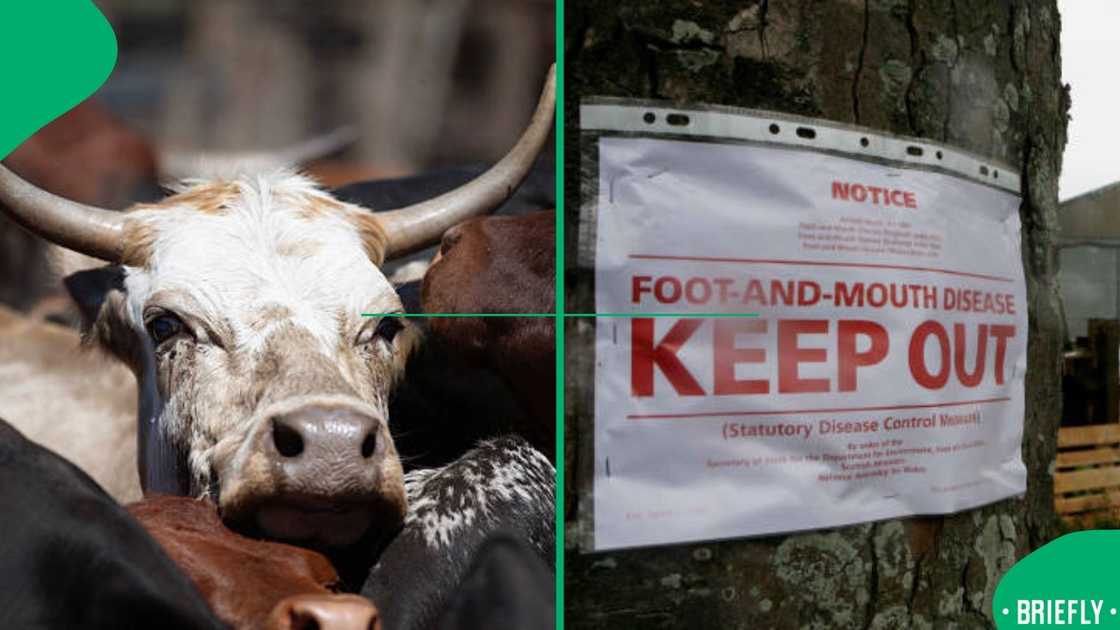 FMD outbreak FMD outbreak