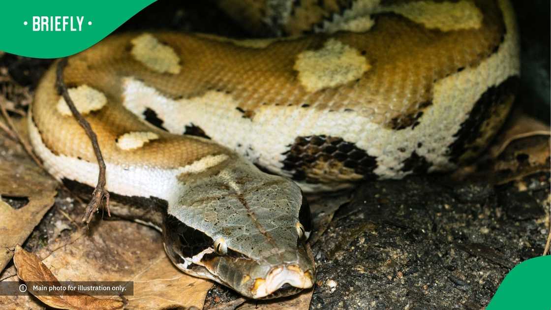 A snake entered a man's home.