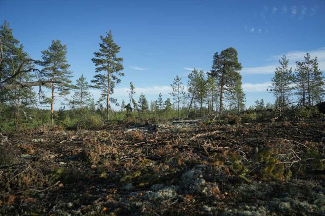 Logging has help turn Finland's land use sector, which includes forests, into a net source of emissions Logging has help turn Finland's land use sector, which includes forests, into a net source of emissions