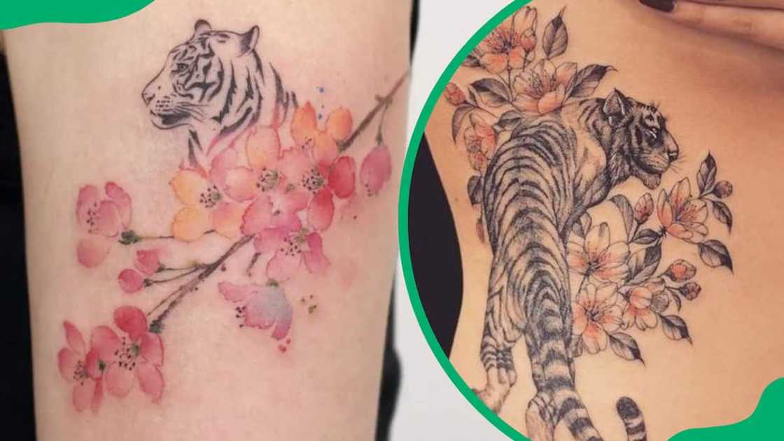 Cherry Blossom tiger tattoo design