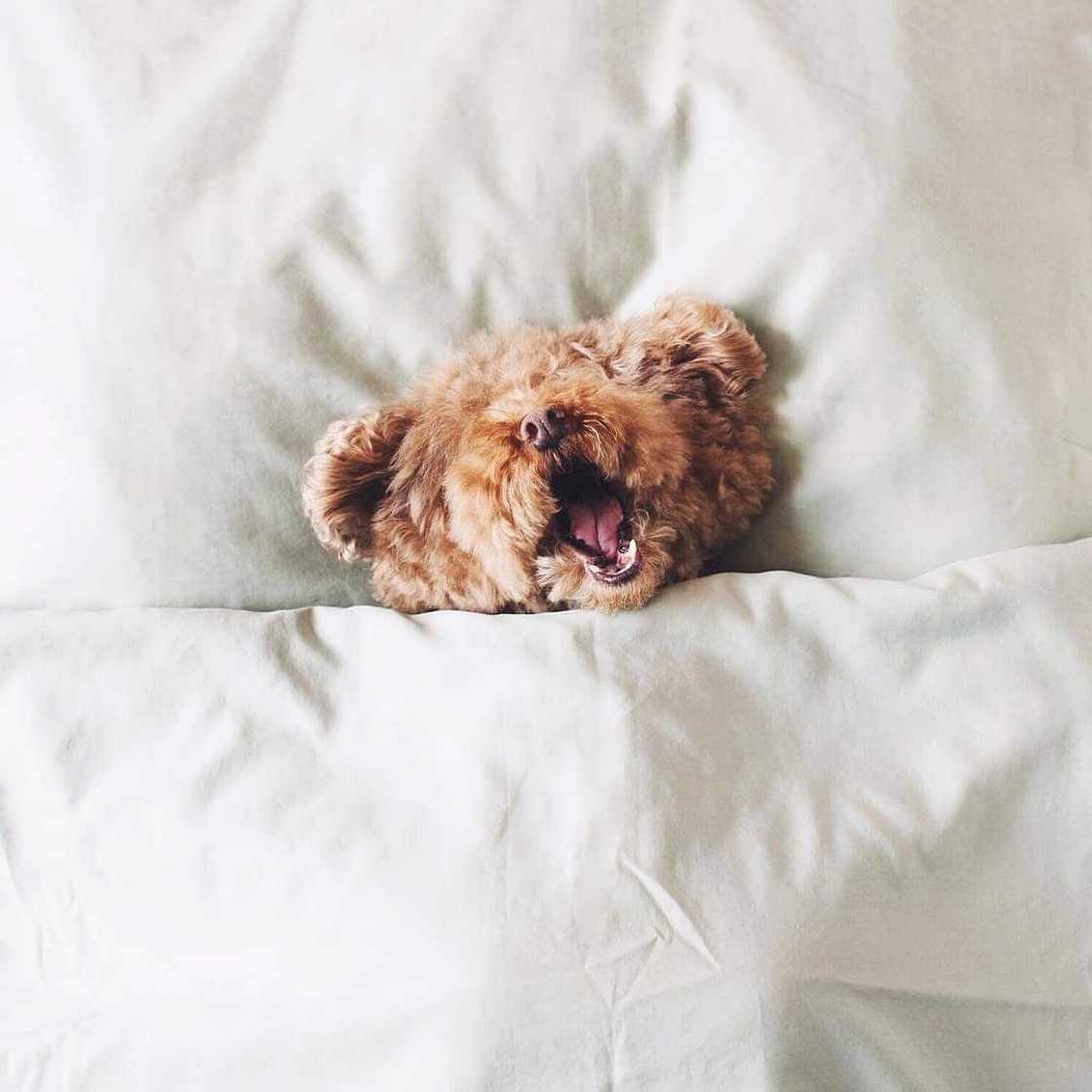 small dog breeds small dog breeds