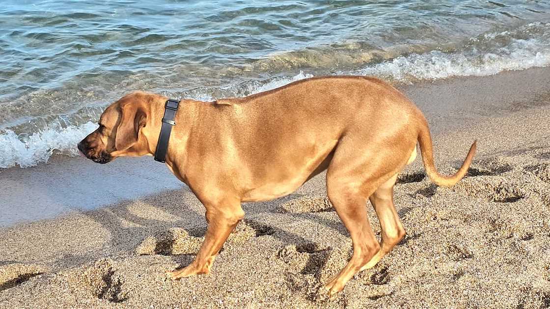 A Rhodesian Ridgeback at the coast