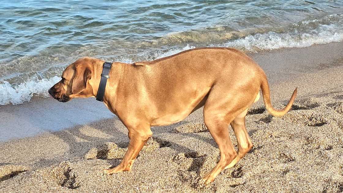 A Rhodesian Ridgeback at the coast A Rhodesian Ridgeback at the coast