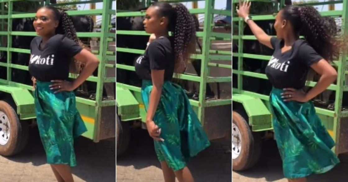 Mzansi, Lobola, Bride, South Africans, Social Media, Reactions, TikTok, Cows Mzansi, Lobola, Bride, South Africans, Social Media, Reactions, TikTok, Cows