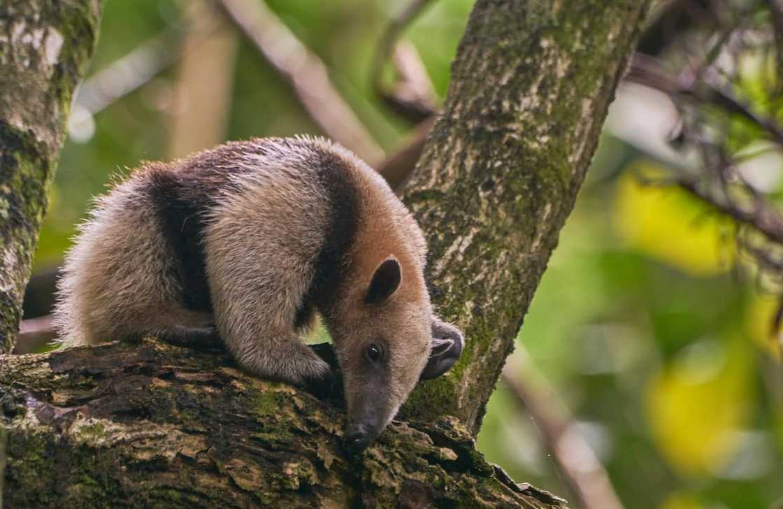 Arboreal anteater in Manuel Antonio National Park Arboreal anteater in Manuel Antonio National Park